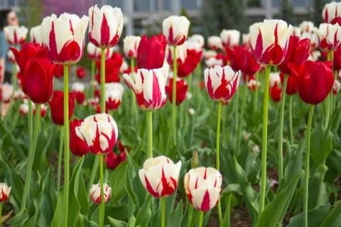 Tulips7 Stock Photos