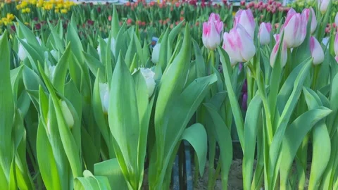 Tulipspink Stock Footage 171666501
