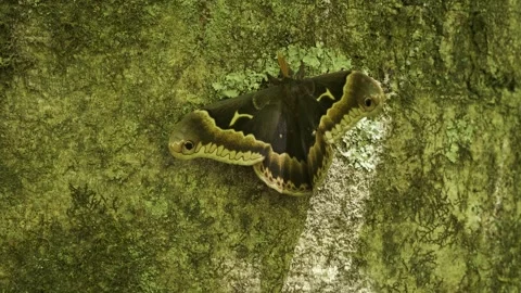 Tuliptree Silk Moth Climbing Tree Bark in Tennessee Forest Stock Footage 338994609