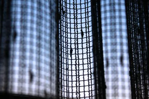 The tulle on the window Stock Photos