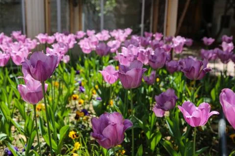 Tullips Stock Photos