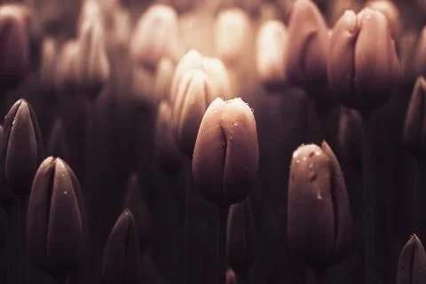 Tullips in sunshine with drops Stock Photos