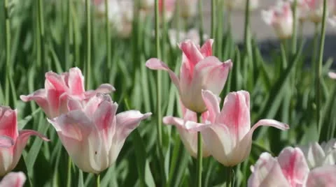 Tulpan flowers tulips Video stock 10992183