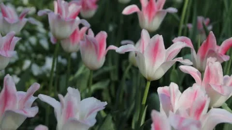 Tulpan rose Video stock 10992160