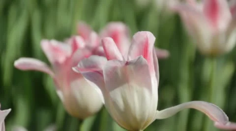 Tulpan sr Video stock 10992165