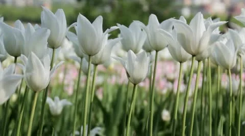 Tulpan white Video stock 10992173