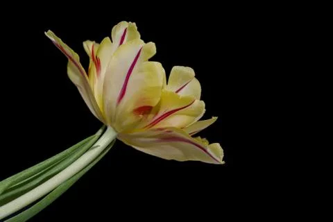 Tulpe Foto stock