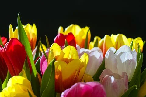 Tulpen Stock Photos