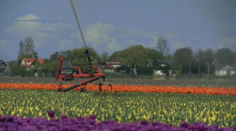 Tulpenveld watersysteem  Stock Footage 703094