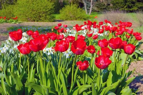 Tulps flovers Stock Photos