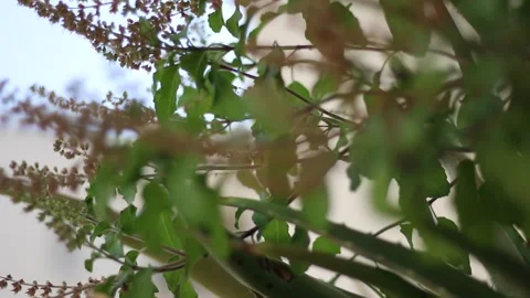 Tulsi, Basil Stock Footage 140161131