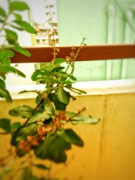 Tulsi leaf Foto stock