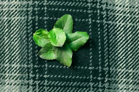 Tulsi or basil Stock Photos