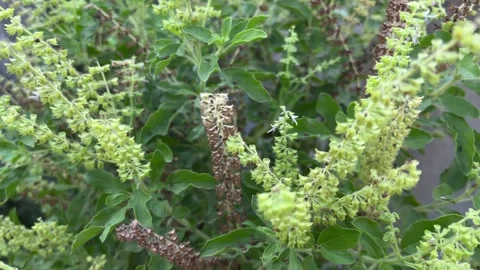 Tulsi or Basil tree is very beneficial for health. Stock Footage 308454371