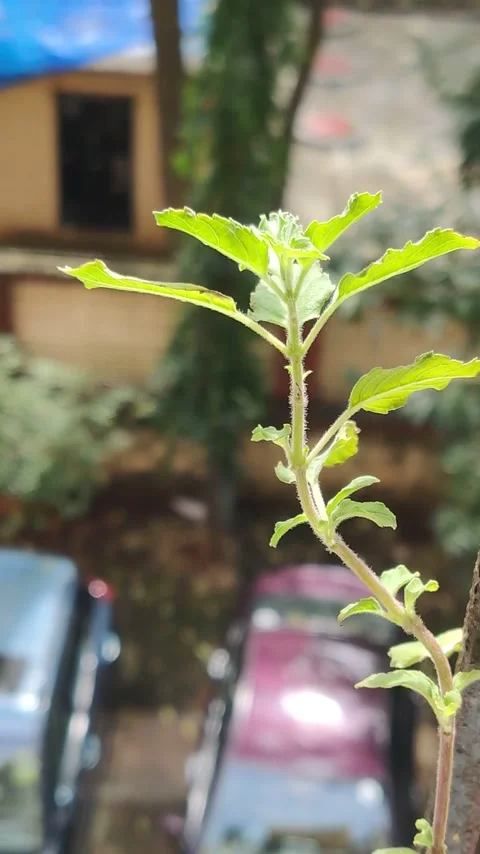 Tulsi Plant Stock Footage 161209096