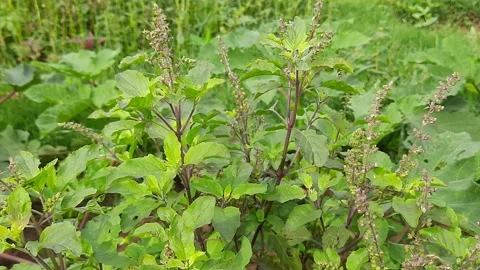 Tulsi plants. Stock Footage 140161799
