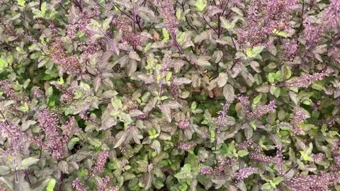 Tulsi tree is an Ayurvedic tree. Stock Footage 294097039