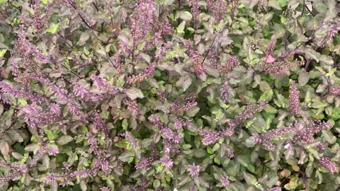 Tulsi tree is an Ayurvedic tree. Stock Footage 294097109