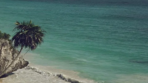 Tulum Beach in Mexico with a palm tree at the beach Vídeos de archivo 243657574