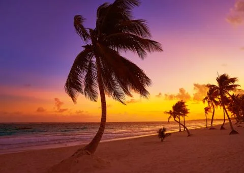 Tulum beach sunset palm tree Riviera Maya Stock Photos