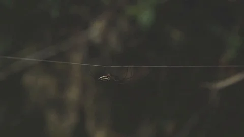 TULUM Video stock 118376576