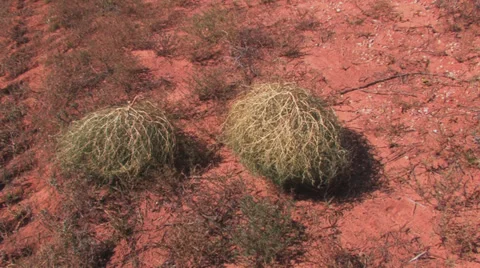 Tumble weed 1 Stock Footage 32217511
