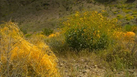 Tumble weed in Death Valley Stock Footage 87779049