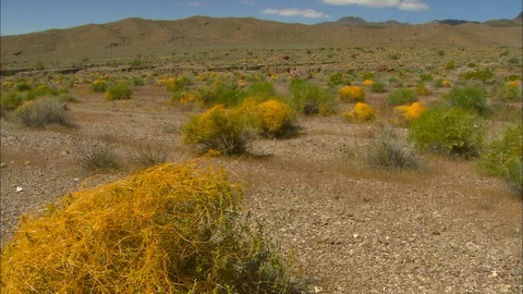 Tumble weeds on desert plain 스톡 동영상 87781832