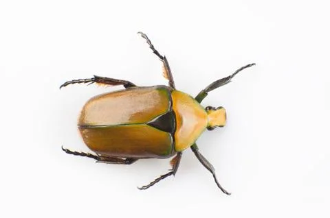 Tumblebug Stock Photos