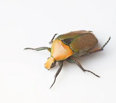 Tumblebug Stock Photos