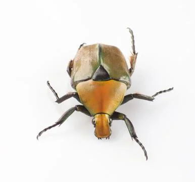 Tumblebug Foto stock