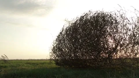 Tumbleweed Branches Swaying in the Wind, Standing on the Grass in a Field Stock Footage 62509644