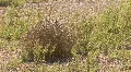Tumbleweed The Jemez Mountains HD Footage