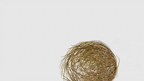 Tumbleweed passing in front of the screen animation. Stock Footage 320023487