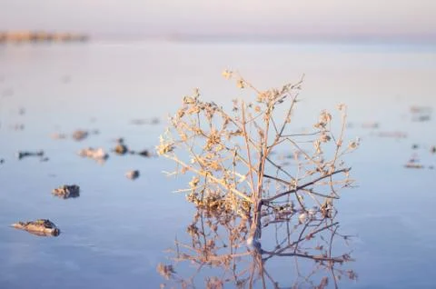 Tumbleweed Stock Photos