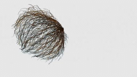The tumbleweed rolls from side to side on a blue screen. Stock Footage 250698818