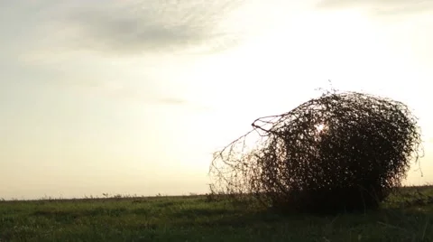 Tumbleweed Stood on the Grass at Sunrise Stock Footage 62509625