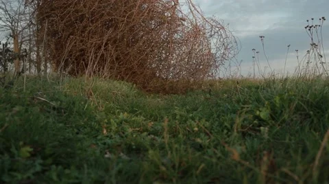 Tumbleweed Stood Still on the Grass in a Field Close up Stock Footage 62509668