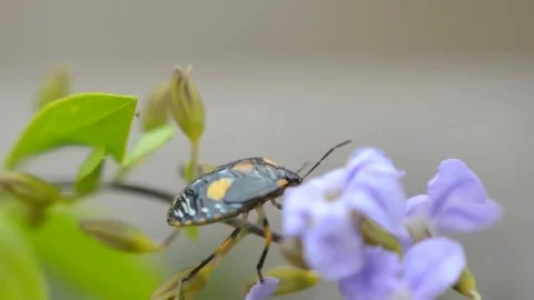 Tumbling flower beetle Stock Footage