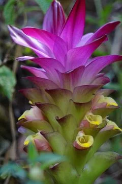 Tumeric flower (Curcuma longa) with a natural background. Stock Photos