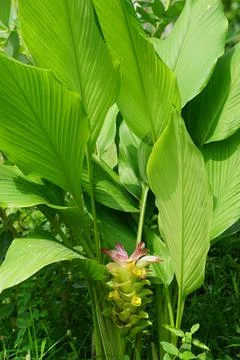 Tumeric flower (Curcuma longa) with a natural background. Stock Photos