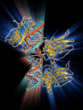 Tumour suppressor protein with DNA Stock Illustration