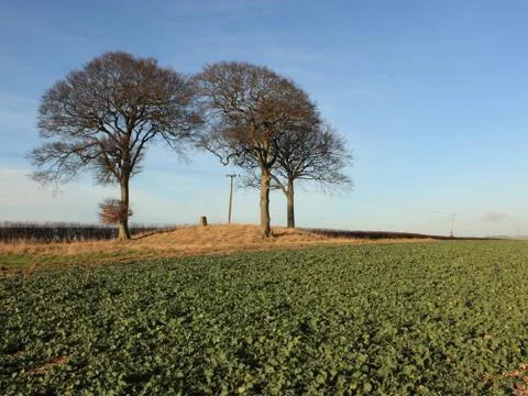 Tumulus with Beech trees Stock Photos
