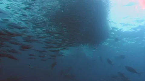 Tuna and sharks attacking bait ball of fussiliers, pacific ocean Video stock 42900252