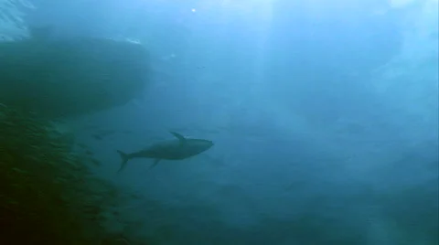 Tuna attacks baitball Stock Footage 42901591