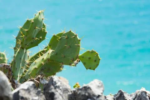 Tuna cactus with ocean background Stock Photos