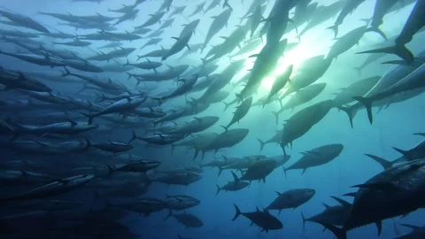 Tuna Circle Rapidly from Depth to Surface While Avoiding Sunlight Stock Footage 311122302