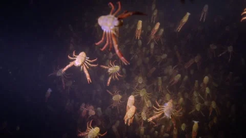 Tuna Crab "Craw Fish" migration millions swimming in ocean Stock Footage 259922387