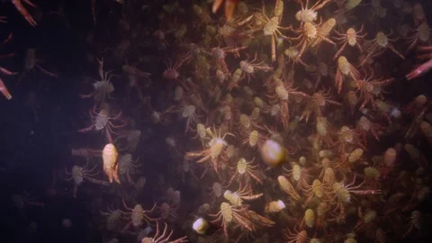 Tuna Crab "Craw Fish" migration millions swimming in ocean Stock Footage 259922482