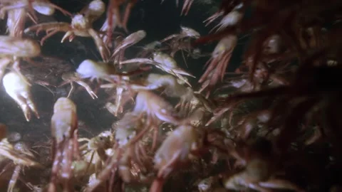 Tuna Crab "Craw Fish" migration millions swimming in ocean Stock Footage 259923187